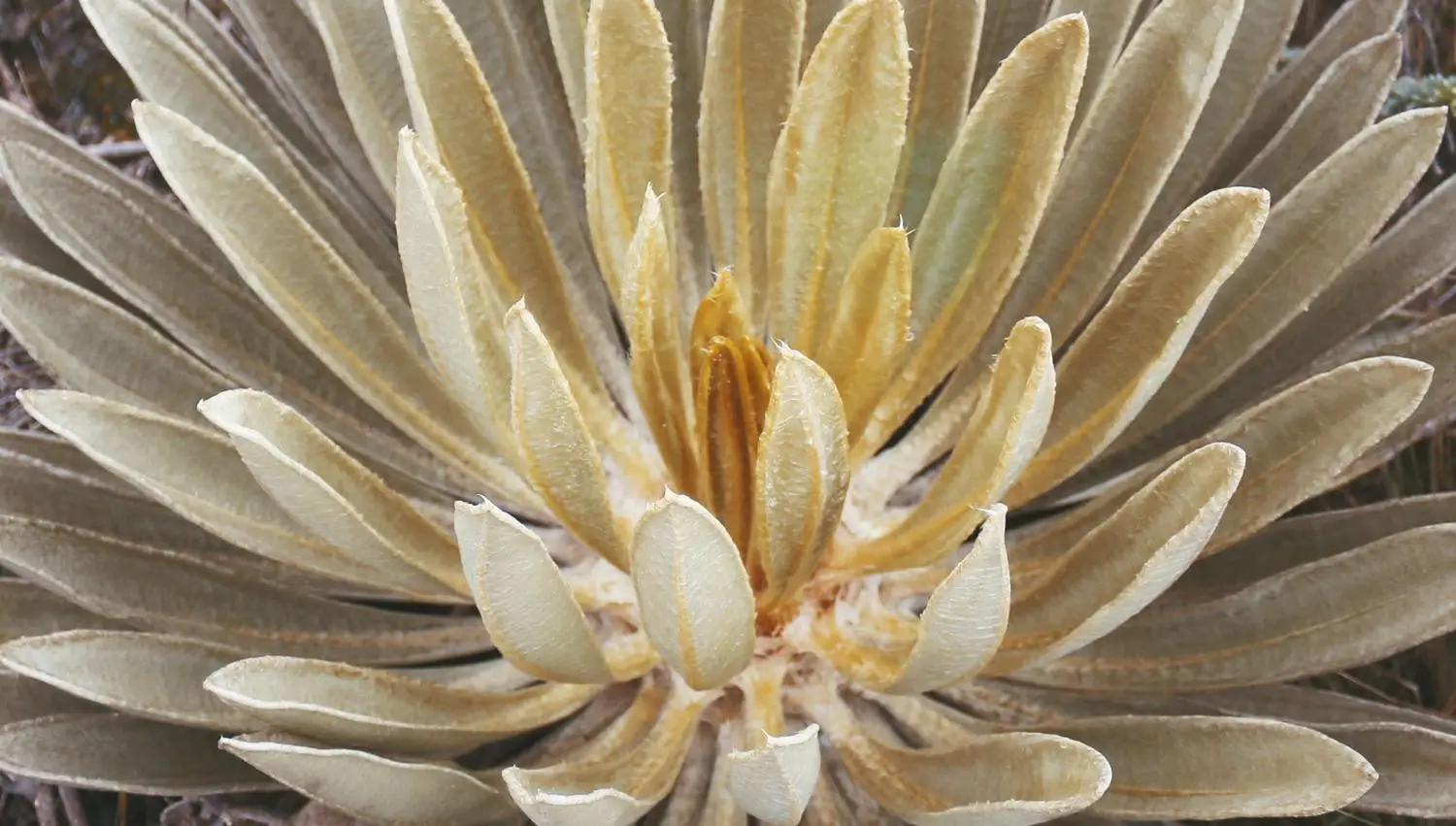 Roseta de un frailejón vista de cerca
