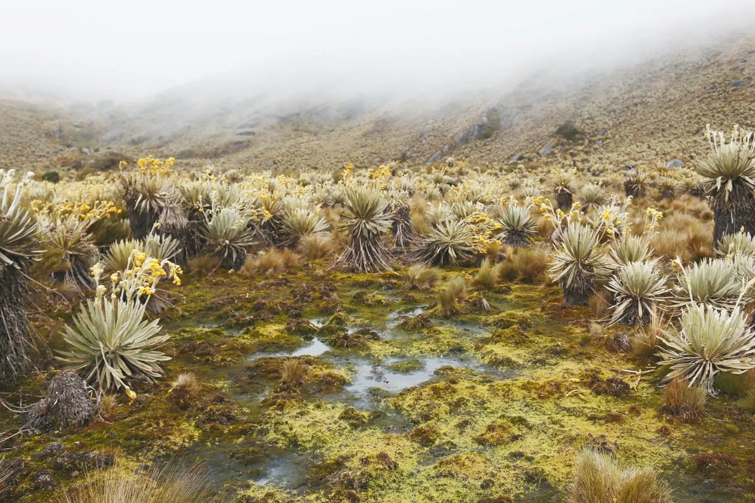 Frailejonal y humedal de páramo