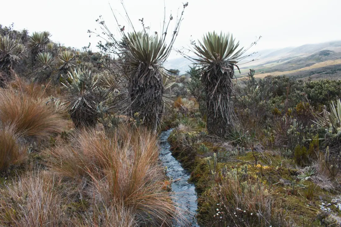 Frailejones junto a una quebrada de la Reserva