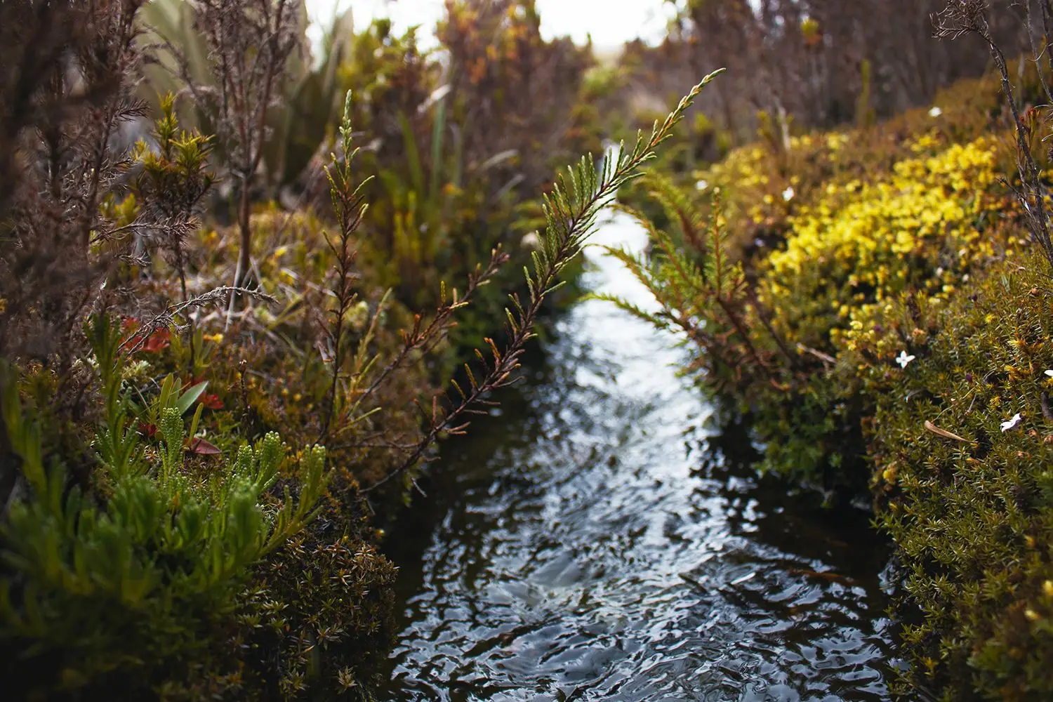 Quebrada entre musgos y arbustos de páramo